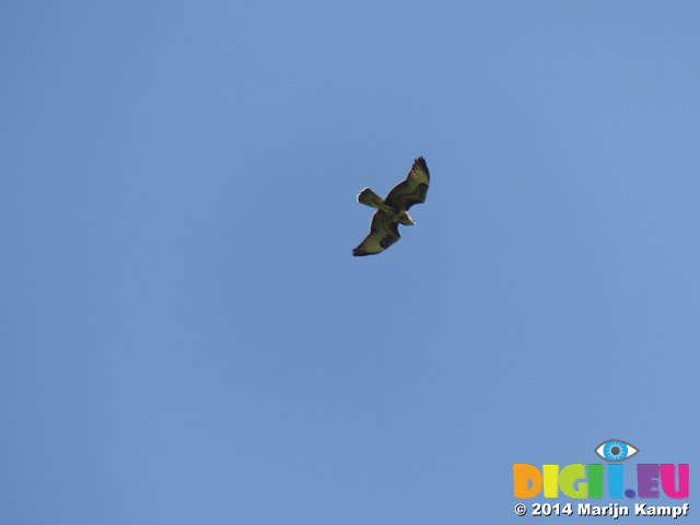 FZ008875 Buzzard (Buteo buteo)